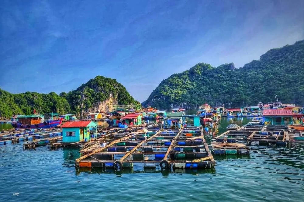 Cua Van Floating Village, Halong Bay