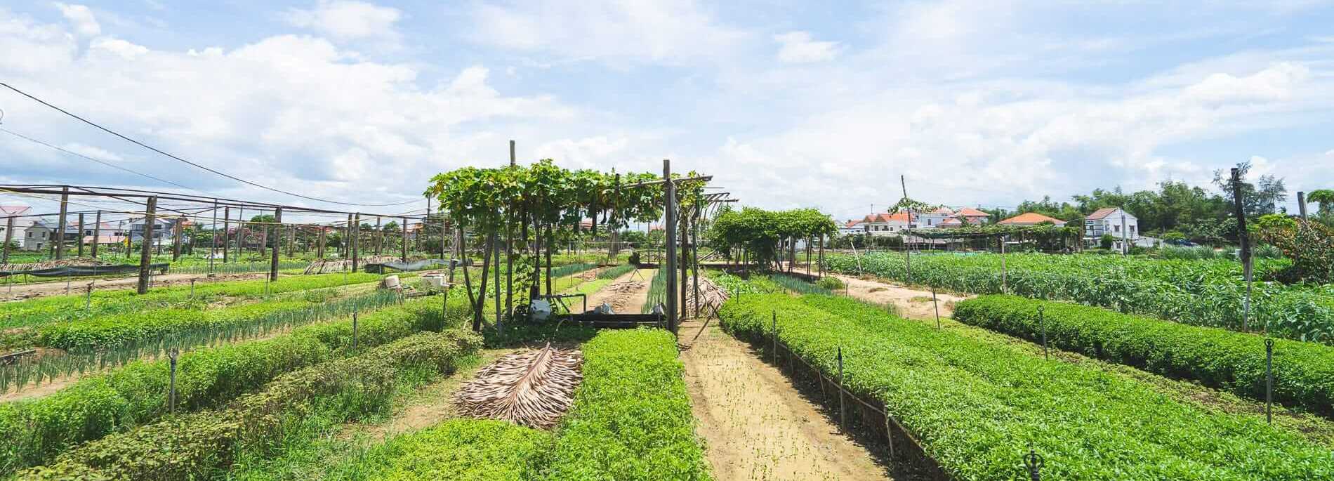 Timeless Hoi An & Tra Que Village Tour 1 Day